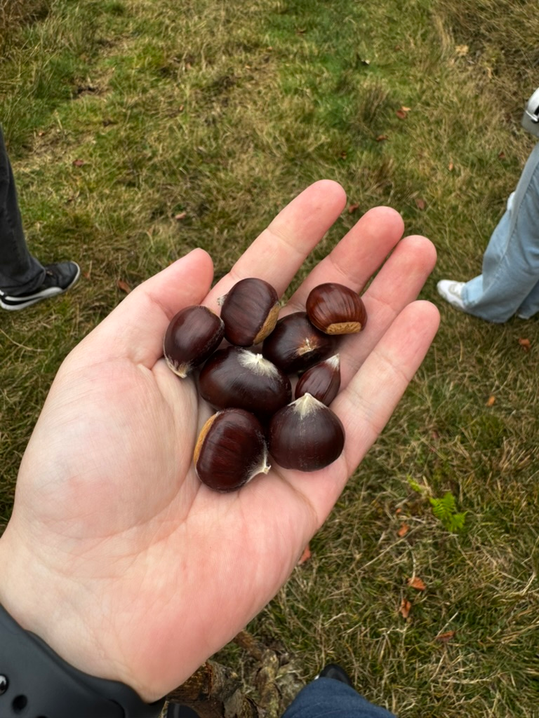 Hand holding 9 chestnus