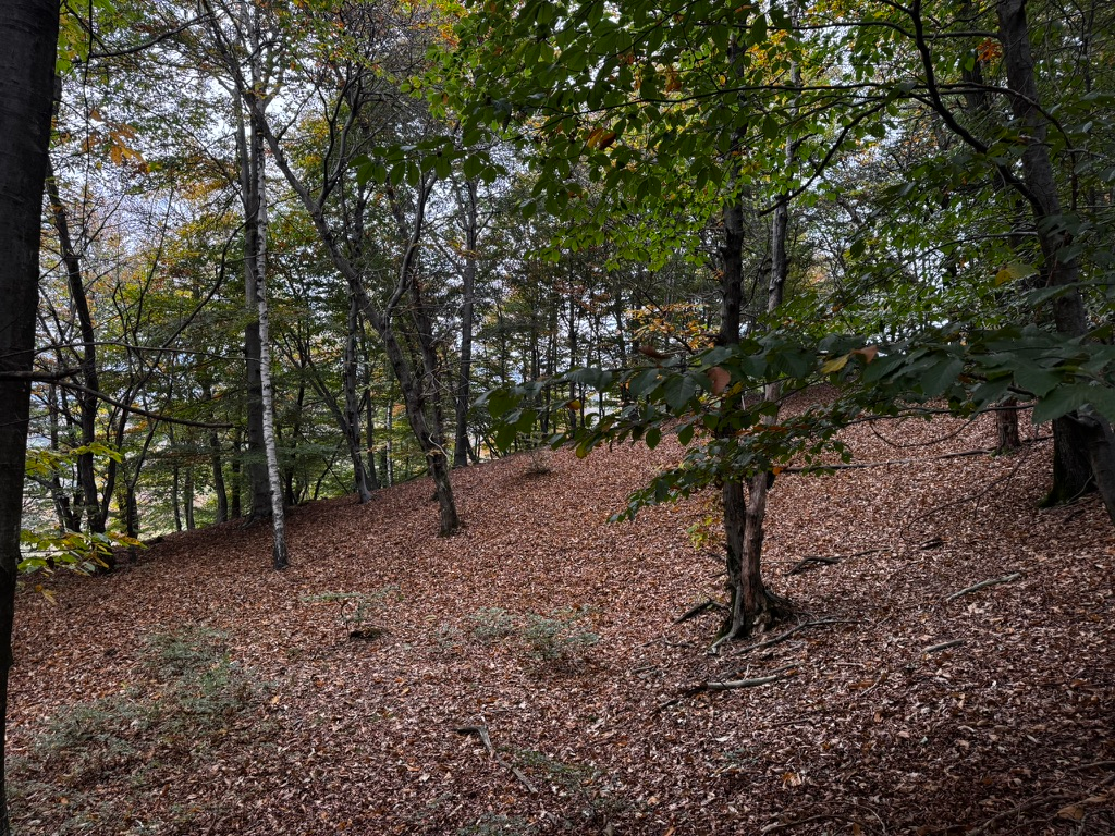 Picture of the woods, with sparse tall trees and the ground covered by brown leaves